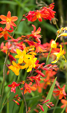 X 100 CROCOSMIA MIX 6/7