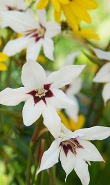 X 100 GLADIOLUS CALLIANTHUS 8/10