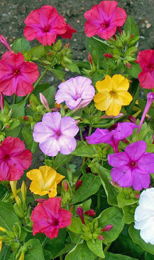 X 25 MIRABILIS JALAPA II