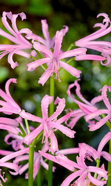 X 25 NERINE BOWDENII 12/14