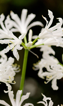 X 25 NERINE BOWDENII ALBA 12/+