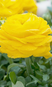 X 100 RANUNCULUS GEEL 6/7