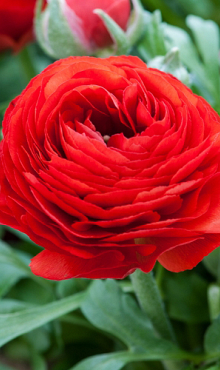 X 100 RANUNCULUS ROOD 6/7