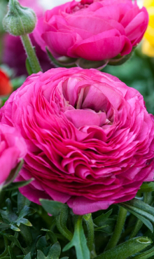 X 100 RANUNCULUS ROZE 6/7