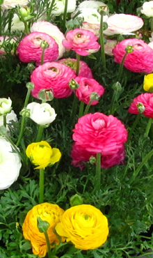 X 100 RANUNCULUS MIX 6/7