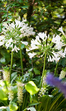 X 25 AGAPANTHUS AFRICANUS ALBUS 1/2