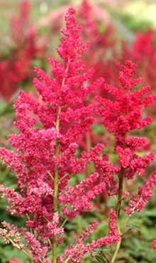 X 25 ASTILBE ARENDSII SPINELL 2/3