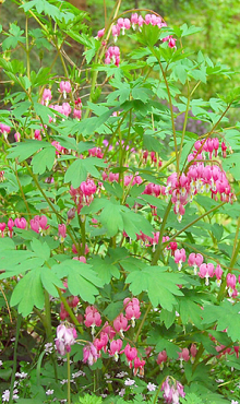 X 25 DICENTRA SPECTABILIS 2/3