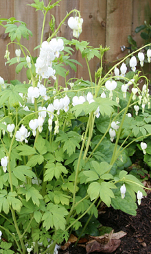 X 25 DICENTRA SPECTABILIS ALBA 2/3