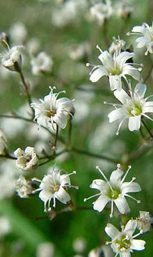 X 25 GYPSOPHILA PANICULATA  I