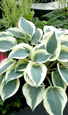 X 25 HOSTA BLUE IVORY I