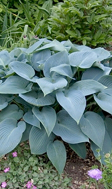 X 25 HOSTA TARDIANA HALCYON I