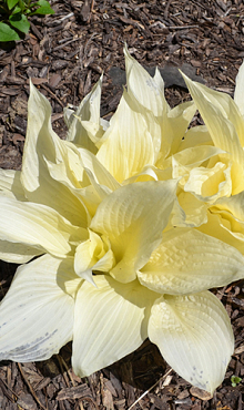 X 25 HOSTA WHITE FEATHER I