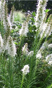 X 25 LIATRIS FLORISTAN WHITE 12/14