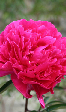 X 25 PAEONIA KARL ROSENFIELD 2/3