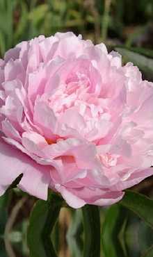 X 25 PAEONIA SARAH BERNHARDT 2/3