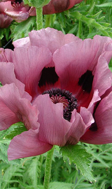 X 25 PAPAVER PATTYS PLUM I