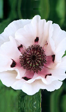 X 25 PAPAVER PERRYS WHITE I