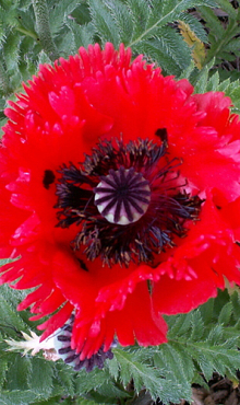 X 25 PAPAVER TURKENLOUIS I