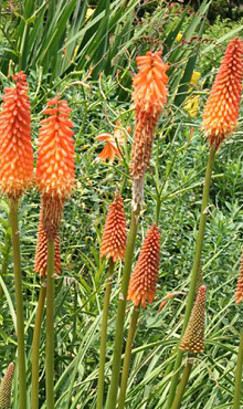 X 25 TRITOMA (KNIPHOFIA) ALCAZAR I