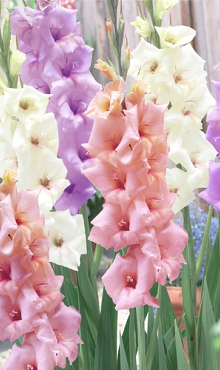 X 100 GLADIOLUS PASTEL MIX  12/14