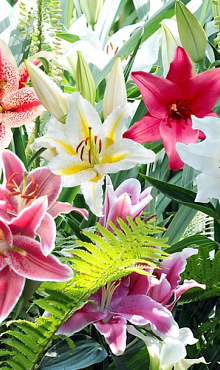 X 50 LILIUM ORIENTAL MIX 14/16