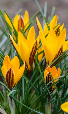 CROCUS ANGUSTIFOLIUS