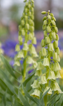 FRITILLARIA PERSICA IVORY BELLS