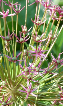 ALLIUM SPIDER