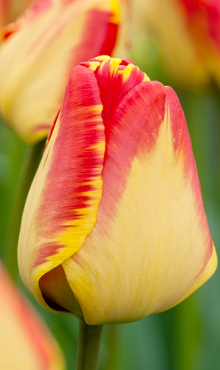 TULIPA BANJA LUKA