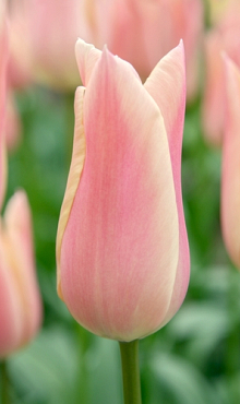 TULIPA SANNE