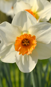 NARCISSUS BARRETT BROWNING