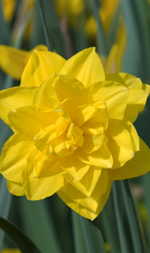 NARCISSUS GOLDEN DUCAT