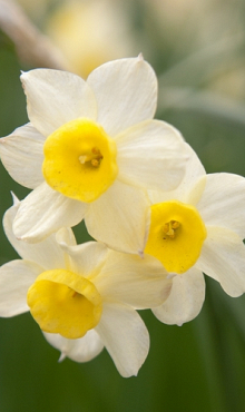 NARCISSUS MINNOW