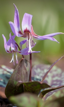 ERYTHRONIUM DENS-CANIS GEMENGD