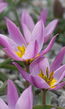 TULIPA PULCHELLA HUMILIS