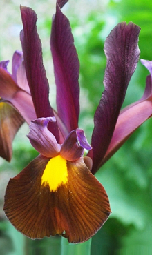 IRIS HOLLANDICA RED EMBER