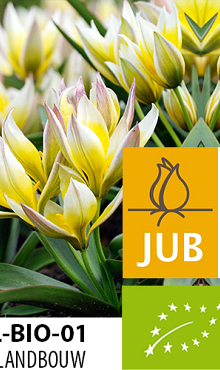 TULIPA TARDA BIOLOGISCH