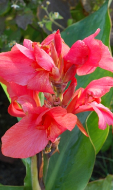 X 25 CANNA CITY OF PORTLAND I