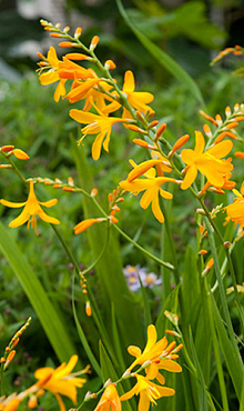 X 100 CROCOSMIA GEORGE DAVISON 8/+
