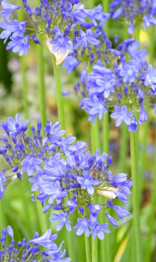 X 25 AGAPANTHUS BLUE GIANT 1/2