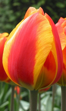 TULIPA FLAIR