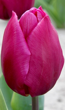 TULIPA PURPLE PRINCE