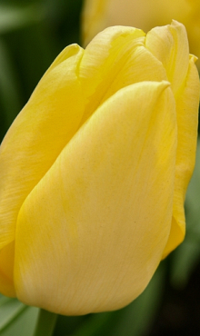 TULIPA SUNNY PRINCE