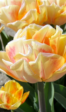 TULIPA FOXY FOXTROT