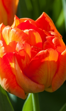 TULIPA MONTE ORANGE