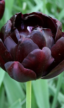 TULIPA BLACK HERO