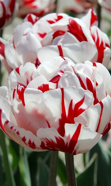 TULIPA CARNAVAL DE NICE