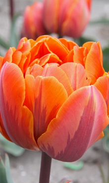 TULIPA ORANGE PRINCESS