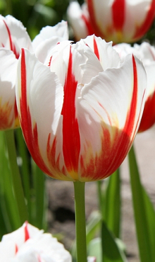 TULIPA CARNAVAL DE RIO